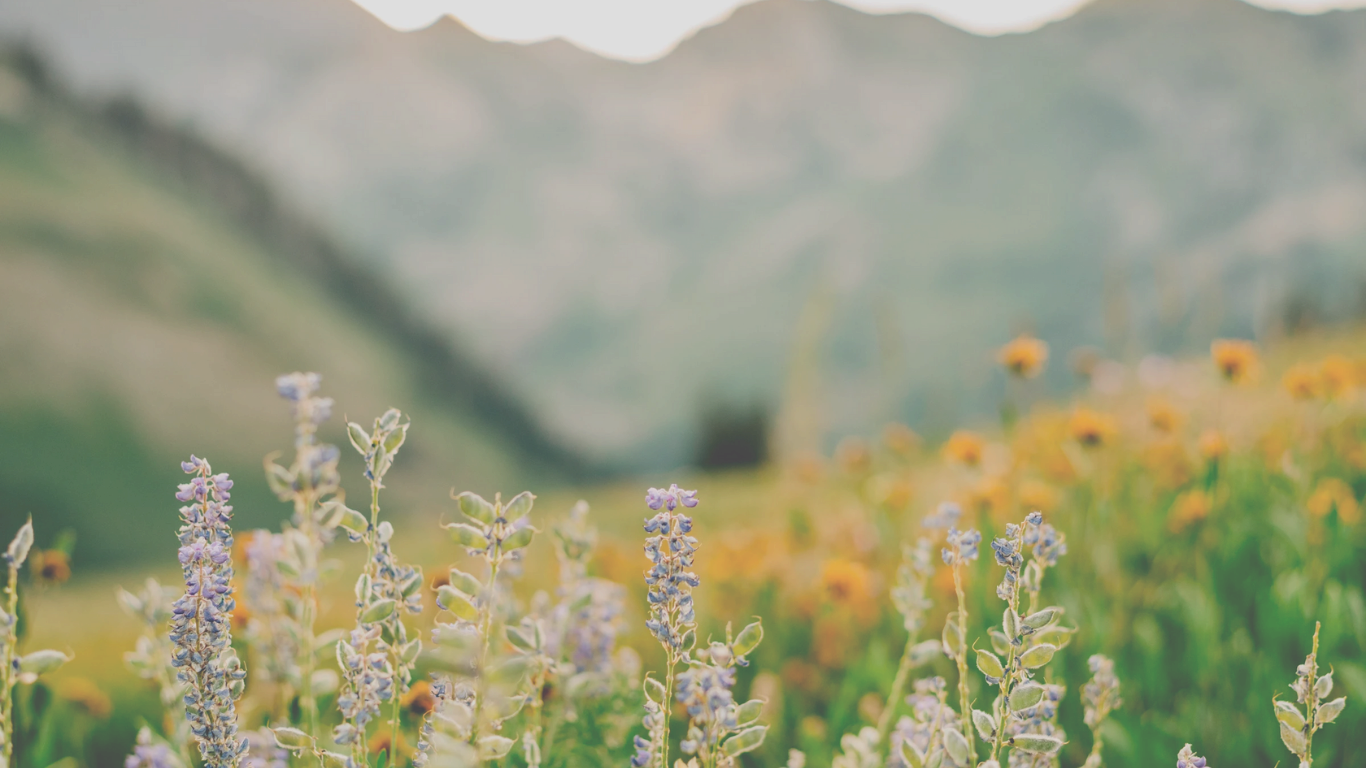Wildflowers background